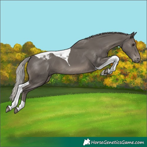 Horse Color:Silver Black Tobiano Appaloosa