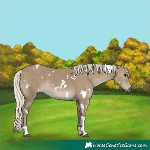Horse Color:White Spotted Silver Smoky Grullo Tobiano 