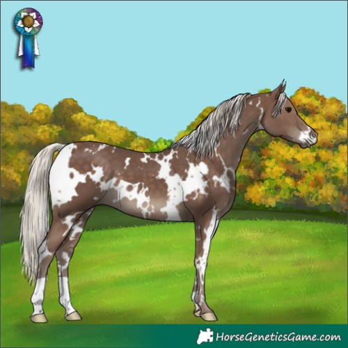 Horse Color:White Spotted Silver Black