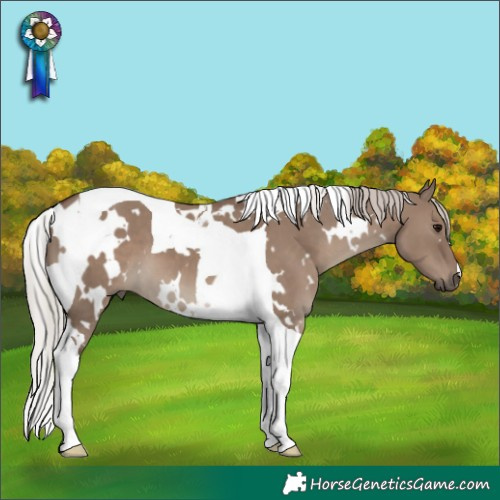 Horse Color:White Spotted Silver Grullo Tobiano