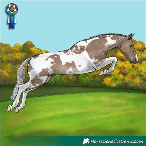 Horse Color:White Spotted Silver Grullo Tobiano