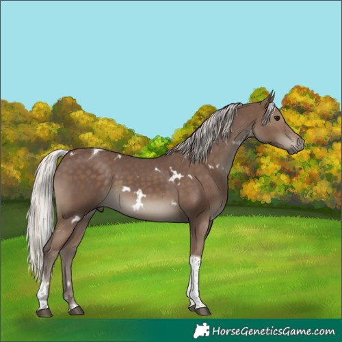 Horse Color:White Spotted Silver Black Tobiano