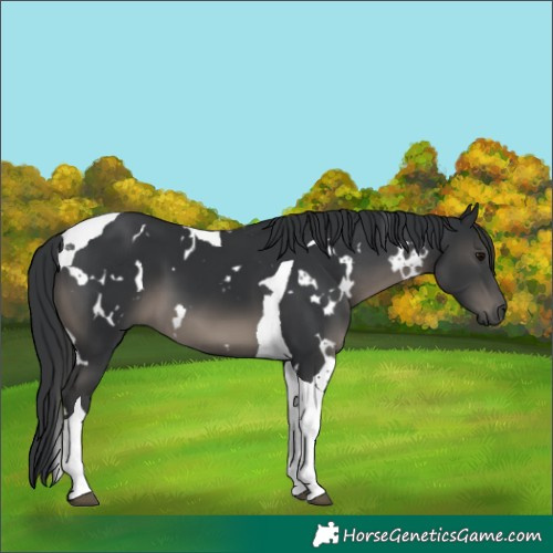 Horse Color:White Spotted Black Tobiano 