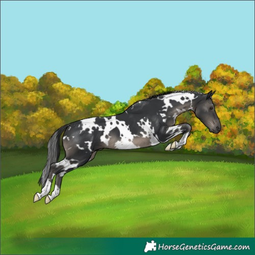Horse Color:White Spotted Black