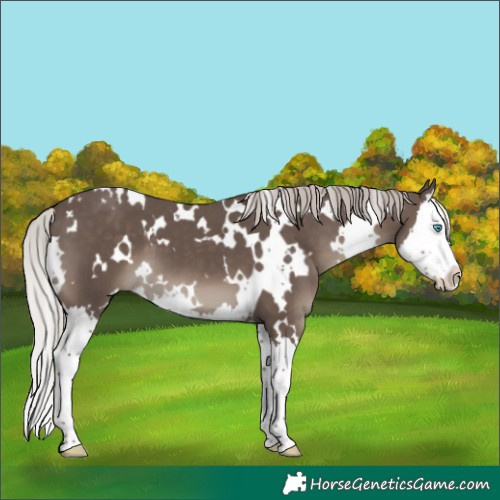 Horse Color:White Spotted Silver Black Splash 