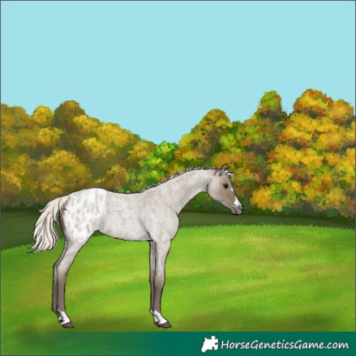 Horse Color:Silver Grullo Roan Appaloosa 