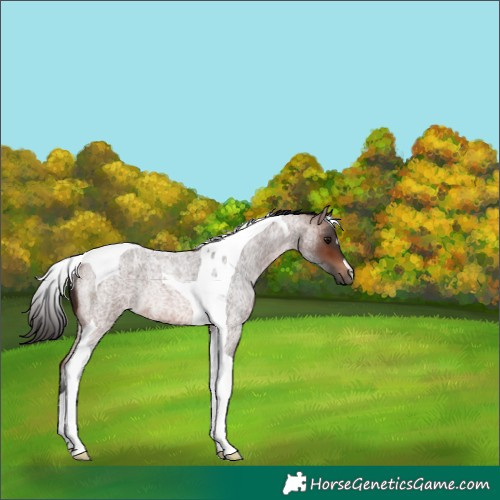 Horse Color:Brown Roan Tobiano Rabicano 