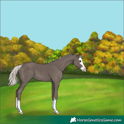 Horse Color:Silver Black Splash 