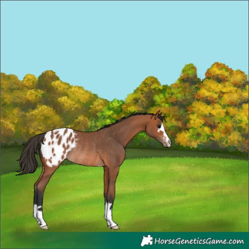 Horse Color:Bay Appaloosa Rabicano 