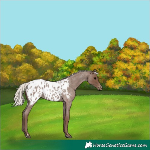 Horse Color:Silver Blue Roan Appaloosa 