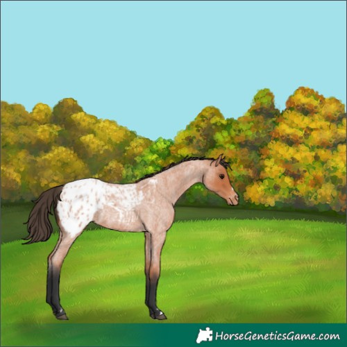 Horse Color:Bay Roan Appaloosa