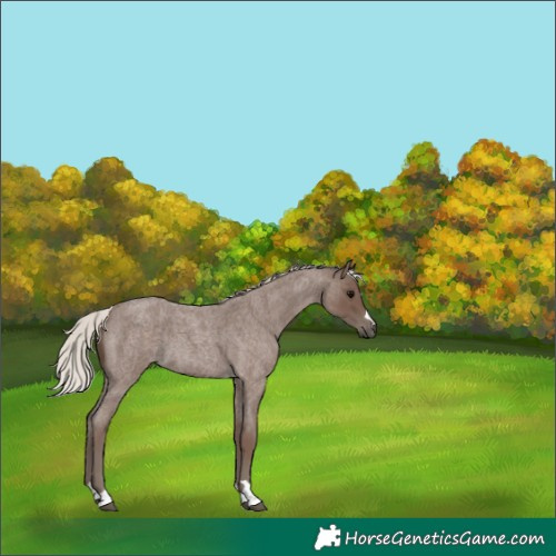 Horse Color:Silver Blue Roan 