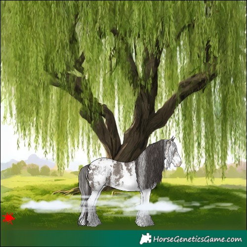 Horse Color:White Spotted Grullo Blanket 
