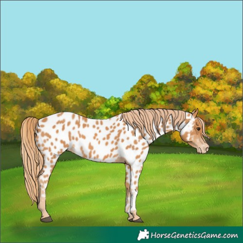 Horse Color:Chestnut Appaloosa 