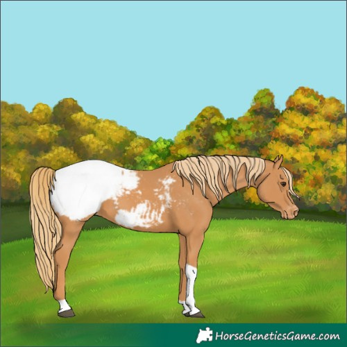 Horse Color:Unknown 