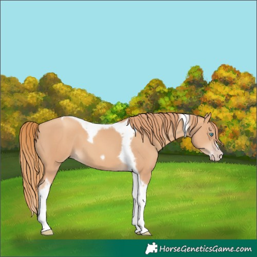 Horse Color:Gold Champagne Splash Tobiano Frame 