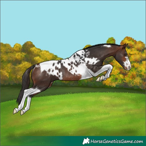 Horse Color:Bay Tobiano Skewed Appaloosa Rabicano 