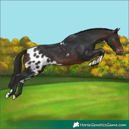 Horse Color:Brown Skewed Appaloosa