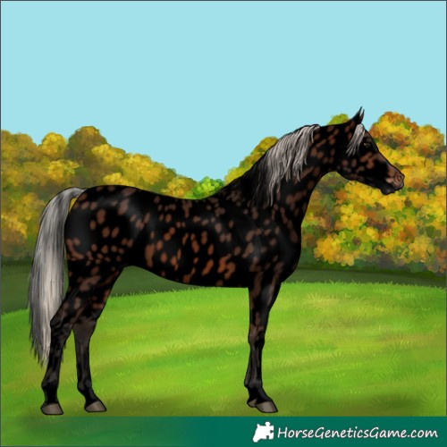 Horse Color:Gray Void Silver Bay Skewed Appaloosa 