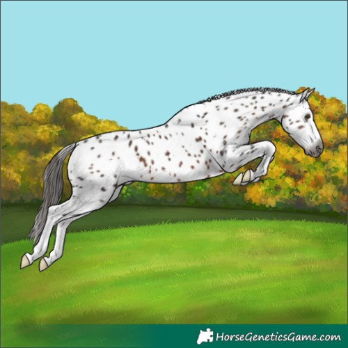Horse Color:Gray White Spotted Liver Chestnut Splash Skewed Appaloosa 