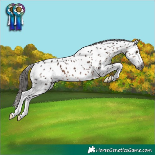Horse Color:Gray White Spotted Liver Chestnut Splash Skewed LP Spotted 