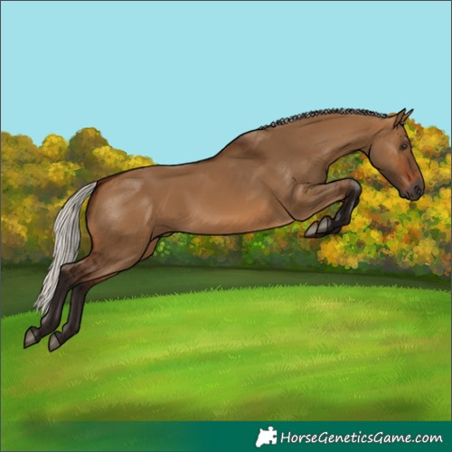 Horse Color:Gray Silver Bay Dun 