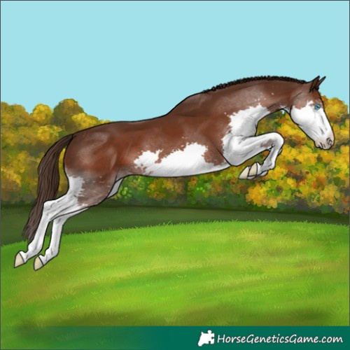 Horse Color:Liver Chestnut Splash