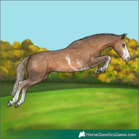 Horse Color:Chocolate Palomino Sabino