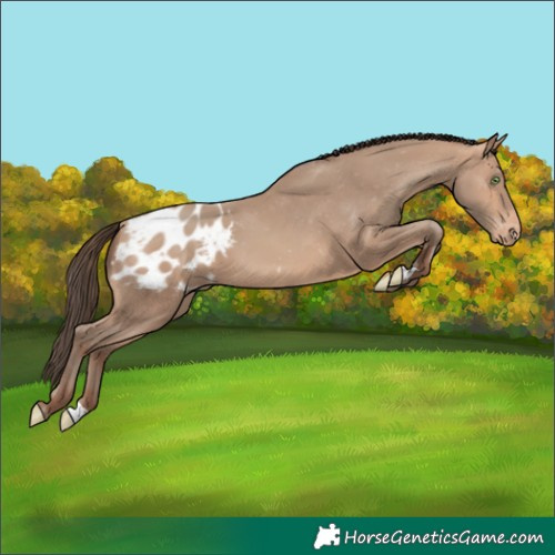 Horse Color:Amber Champagne Appaloosa 