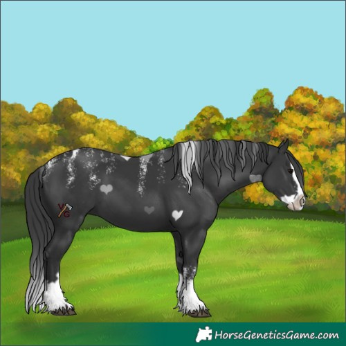 Horse Color:Powder White Black Splash 