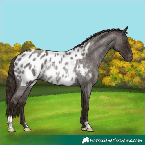 Horse Color:Liver Red Roan Blanket Rabicano