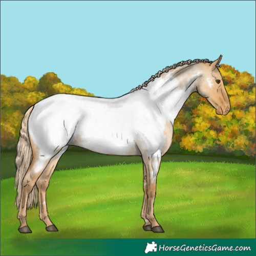 Horse Color:White Spotted Palomino Roan Dun Appaloosa Rabicano 