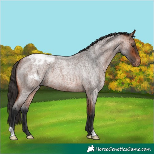 Horse Color:Bay Roan Appaloosa 