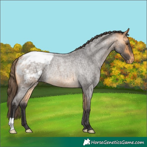 Horse Color:Buckskin Roan Snowcap Rabicano 