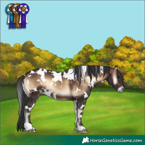 Horse Color:White Spotted Brown Onyx 