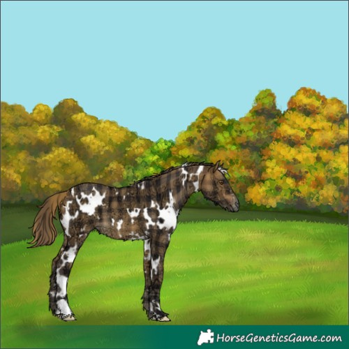 Horse Color:Plaid White Spotted Buckskin Ice