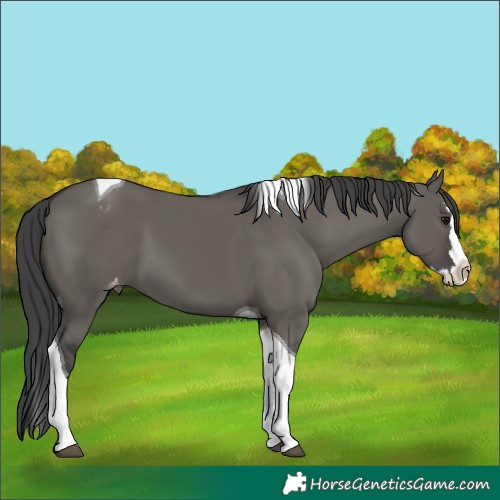 Horse Color:Grullo Splash Tobiano Varnish 