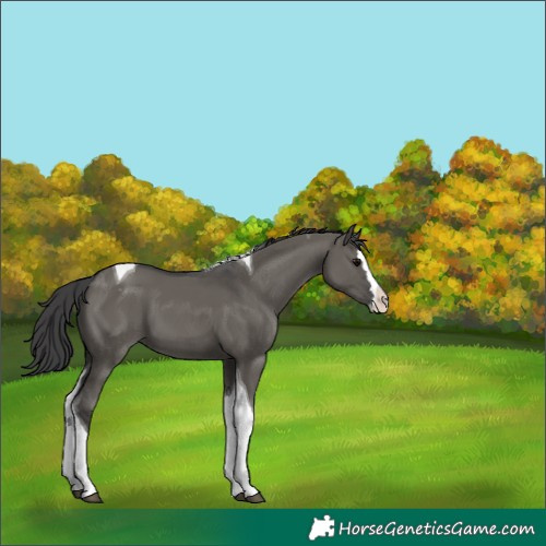 Horse Color:Grullo Splash Tobiano Appaloosa