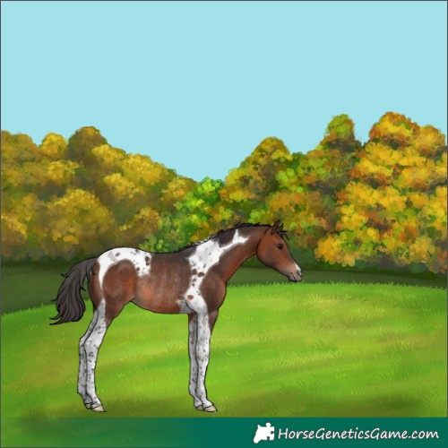 Horse Color:Brown Tobiano Rabicano 