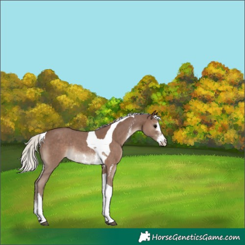 Horse Color:Silver Black Sabino Tobiano Rabicano 
