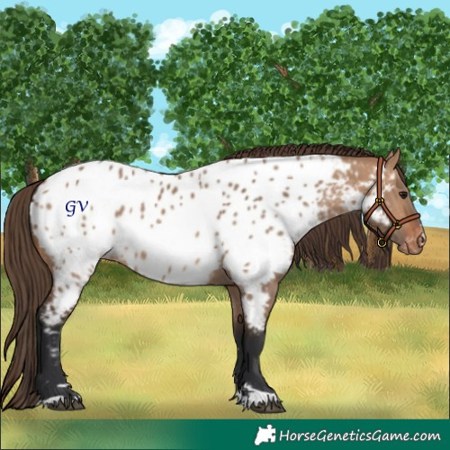 Horse Color:Bay Dun Appaloosa 