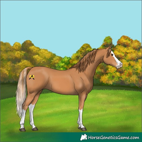 Horse Color:Chestnut Splash