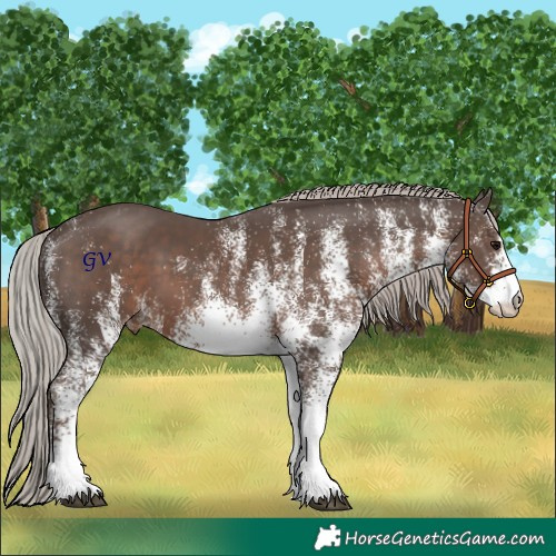Horse Color:White Spotted Silver Black Appaloosa