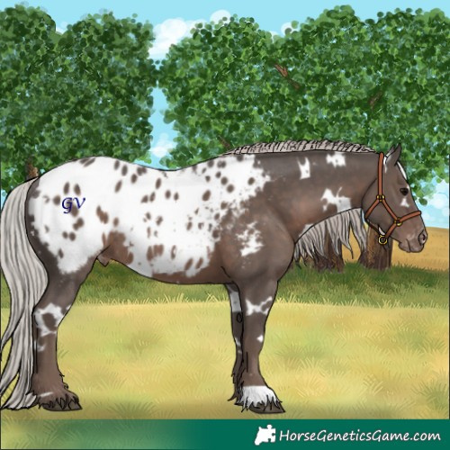 Horse Color:White Spotted Silver Black Appaloosa Rabicano