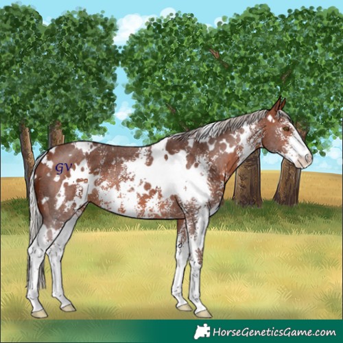Horse Color:White Spotted Silver Brown Sabino