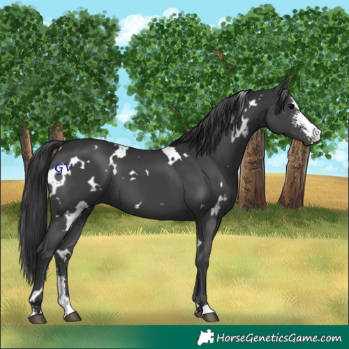 Horse Color:White Spotted Black Sabino