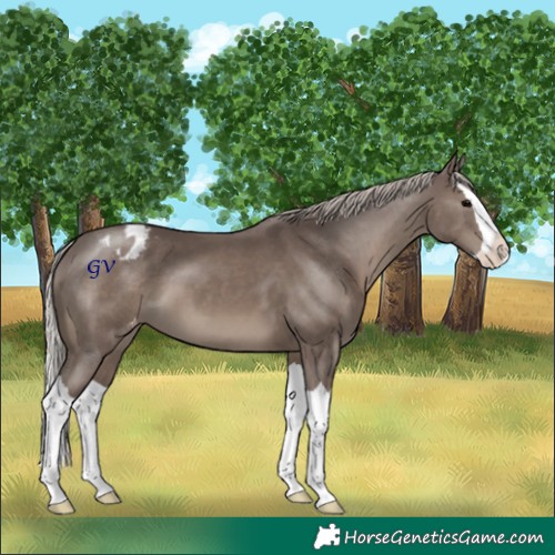 Horse Color:Silver Black Splash Appaloosa 