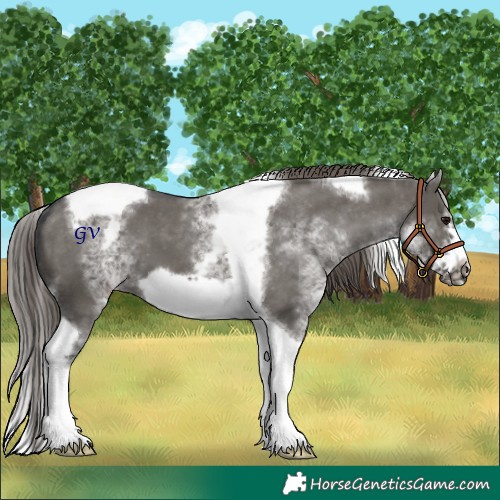 Horse Color:White Spotted Grullo Splash Tobiano Frame Appaloosa
