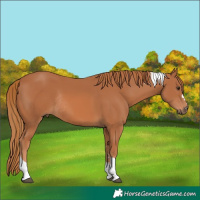 Horse Color:Chestnut Tobiano Rabicano