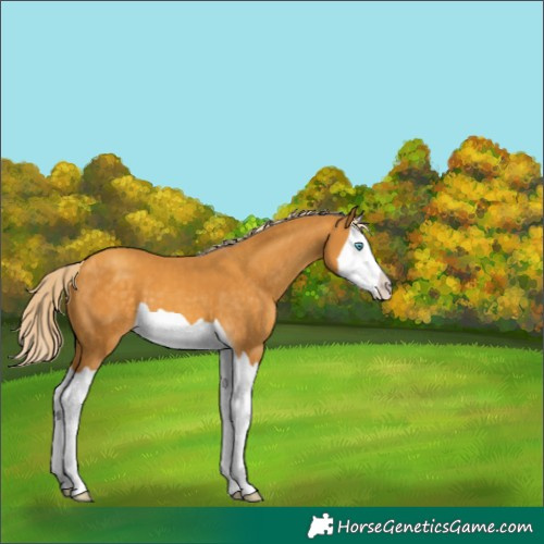 Horse Color:Gold Cream Champagne Splash